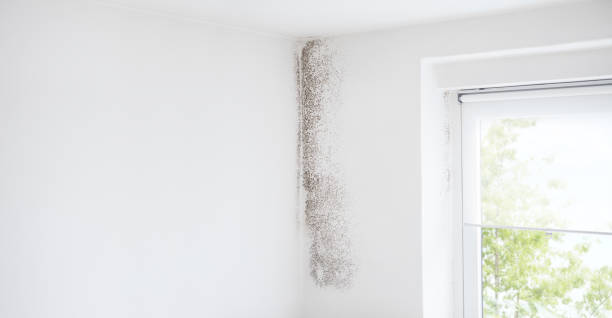 Best Mold Damage Restoration  in Heritage Lake, IN